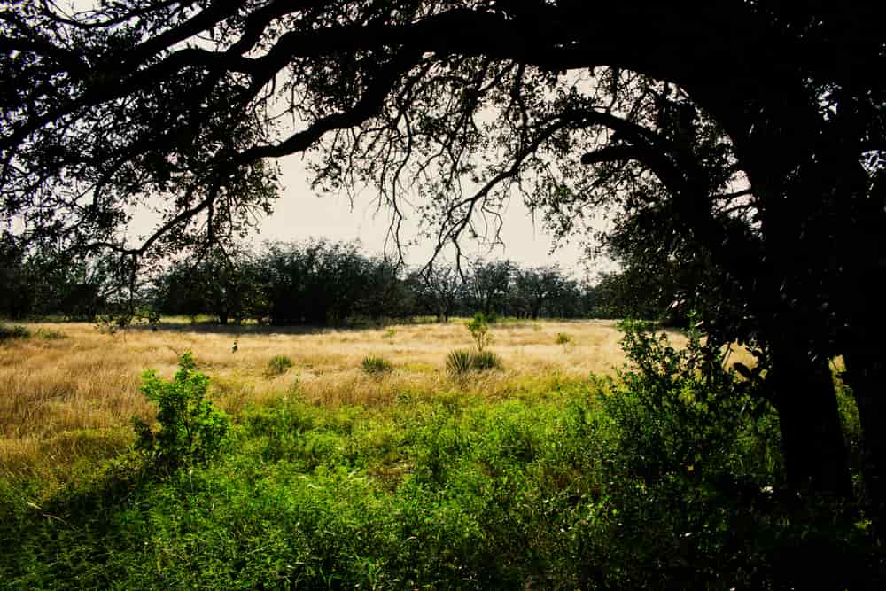 A grassy field framed by a large oak tree in central Texas