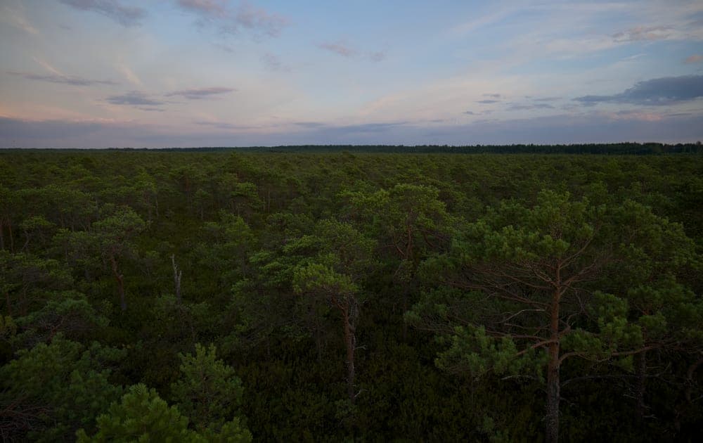 Aerial view of a dense forest at twilight