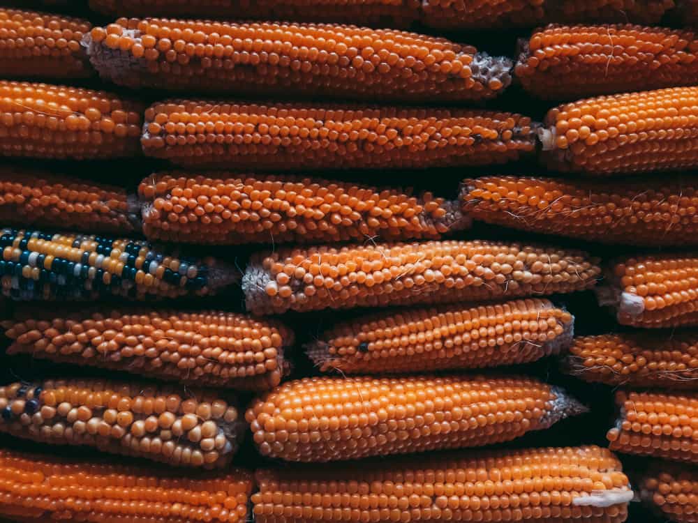 Stacked ears of multicolored flint corn