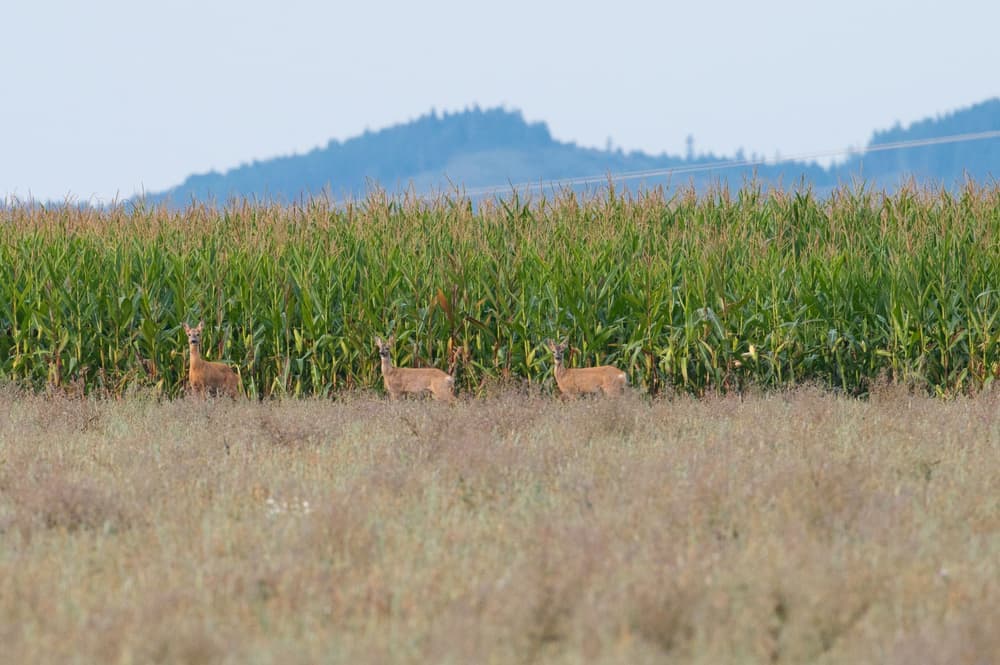 Three deer grazing beside a cornfield