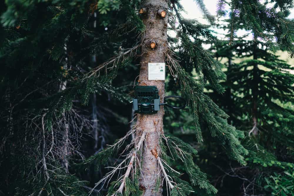 A monitoring camera strapped to a tree trunk in the forest