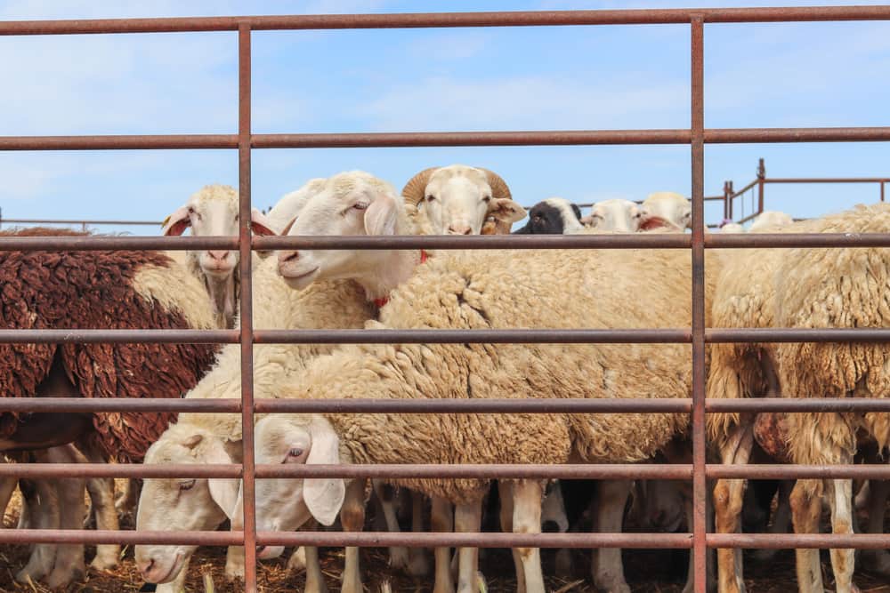 Sheep gathered behind a metal panel fence on a farm