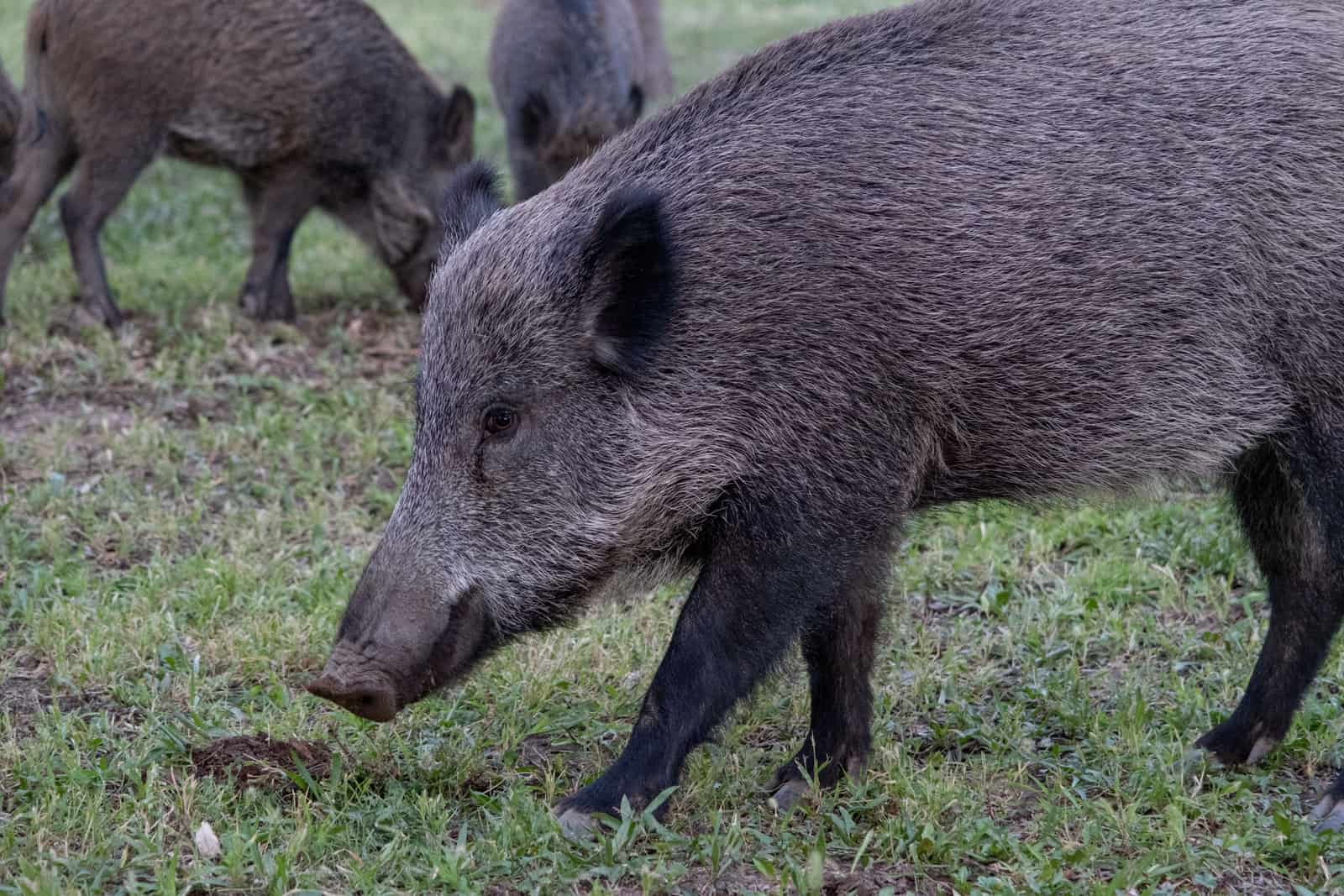 A group of wild boars grazing on green grass