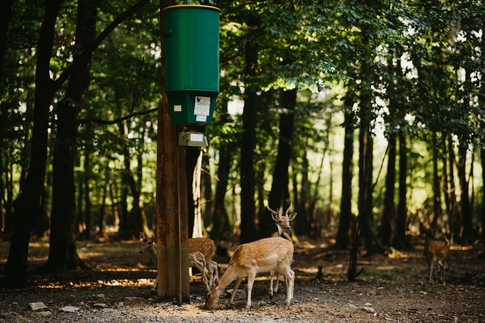 Spotted deer near a feeding station in the woods